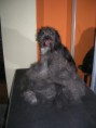 /album/fenykepgaleria/kutyakozmetika-haznal-fesules-furminator-jpg/
